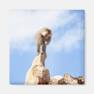 Pavianaffe auf einem Berggipfel Magnet