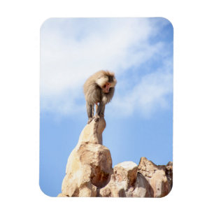 Pavianaffe auf einem Berggipfel Magnet