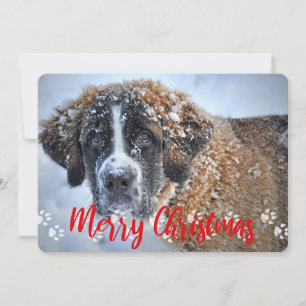 Paw Prints, 2 Foto, Frohe Weihnachten, Haustiere Feiertagskarte