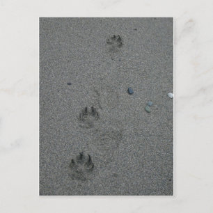 Paw Prints im Sand Postkarte