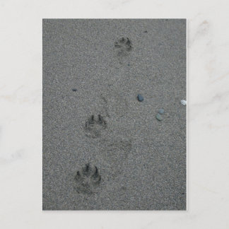 Paw Prints im Sand Postkarte