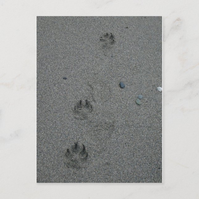 Paw Prints im Sand Postkarte (Vorderseite)