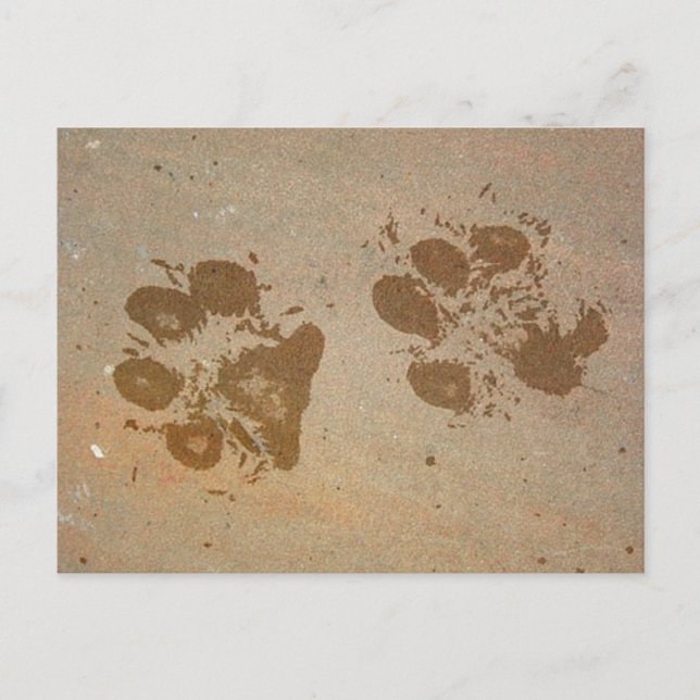Paw Prints Postkarten (Vorderseite)