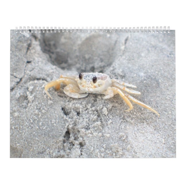 Pawleys Insel-großer Wandkalender-Entwurf 2 Kalender (Titelbild)