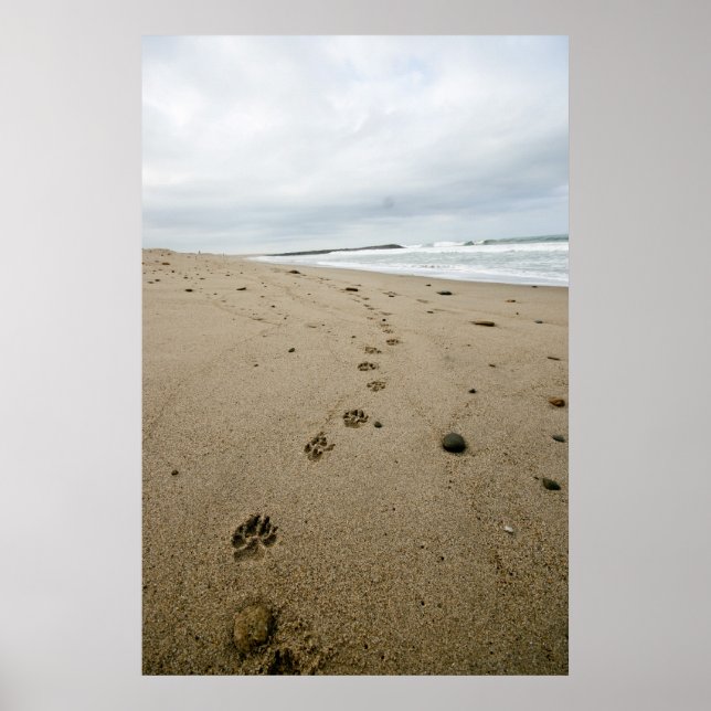 Pawprints Poster (Vorne)