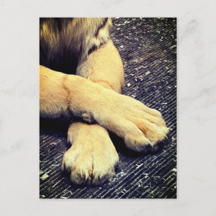 Paws Postkarte