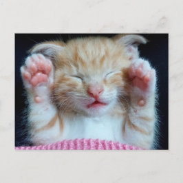 Paws up Kitty Postkarte