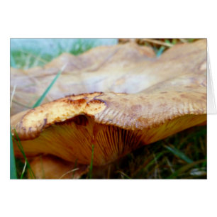 Paxillus involutus