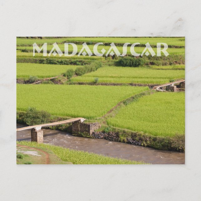 Paysage de rizières à Madagascar Postkarte (Vorderseite)