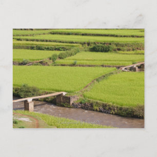 Paysage de rizières à Madagascar Postkarte