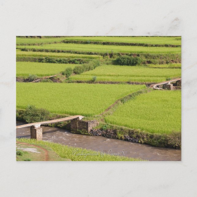 Paysage de rizières à Madagascar Postkarte (Vorderseite)