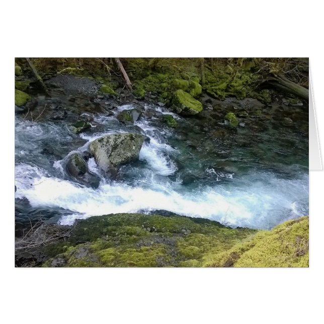 Pazifik Nordwest-Rushwasser (Vorderseite (Horizontal))