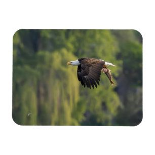 Pazifik Nordwestadler Adler mit Lachsleder Magnet