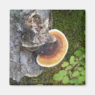 Pazifik Nordwestpolypore Fall Mushroom Magnet