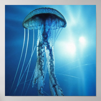 Pazifik_Ozean_Jellyfish Poster