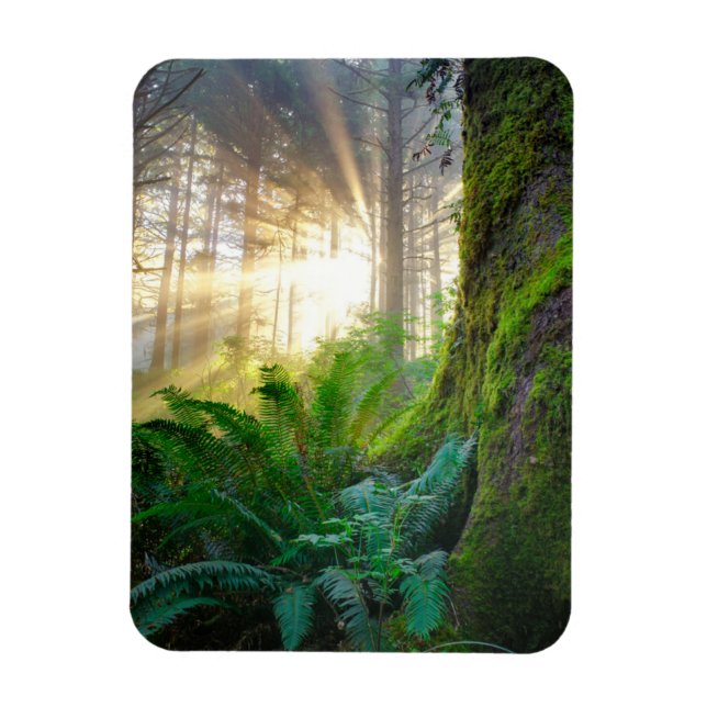 Pazifikküstenwald, Oregon Magnet (Vertikal)