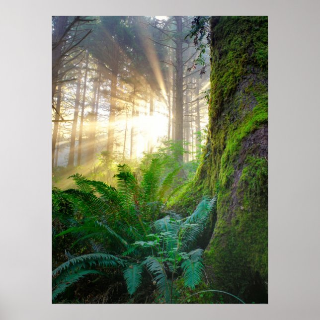 Pazifikküstenwald, Oregon Poster (Vorne)