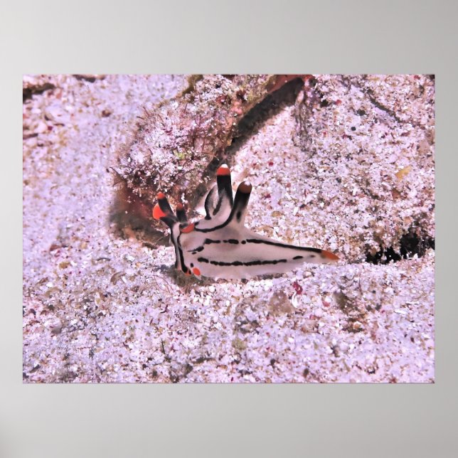 Pazifikraum Poster (Vorne)