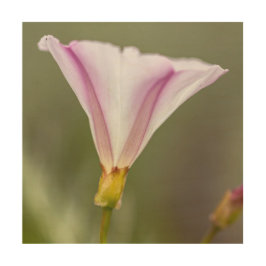 Pazifische Falsche Bindung Holzdruck