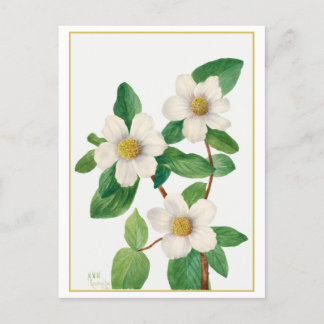 Pazifische Kornelkirsche Vintage-Botanische Illust Postkarte