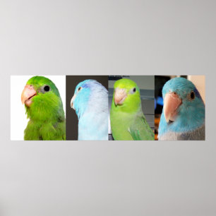 Pazifische Parrotlets Blaue Vögel 36 x 12 Poster