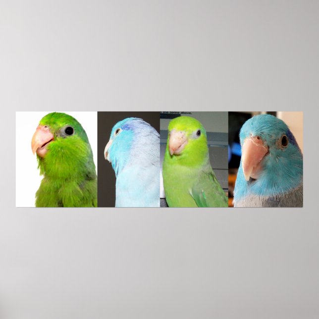 Pazifische Parrotlets Blaue Vögel 36 x 12 Poster (Vorne)