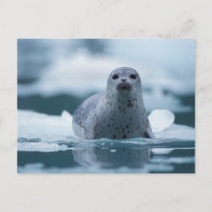 Pazifische Seehund, Phoca vitulina richardsi Postkarte