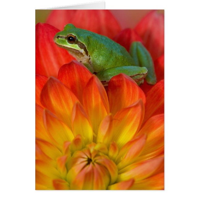 Pazifischer Baumfrosch auf Blume (Vorne)