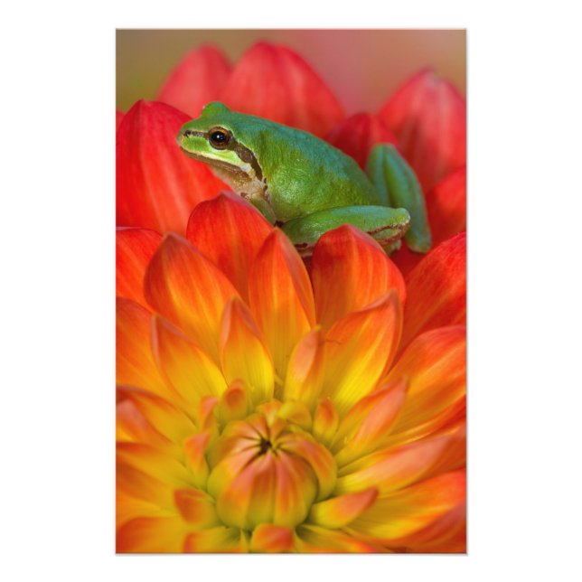 Pazifischer Baumfrosch auf Blume Fotodruck (Vorne)