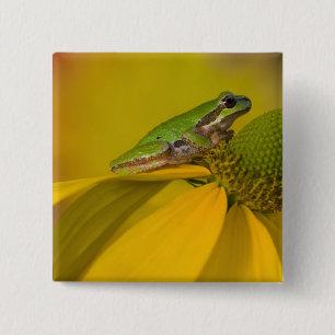 Pazifischer Baumfrosch auf Blume in unserem Garten Button