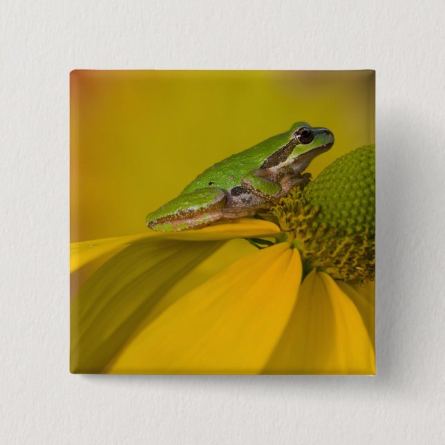 Pazifischer Baumfrosch auf Blume in unserem Garten Button (Vorderseite)