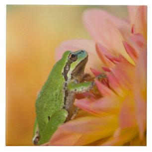 Pazifischer Baumfrosch auf Blume in unserem Garten Fliese