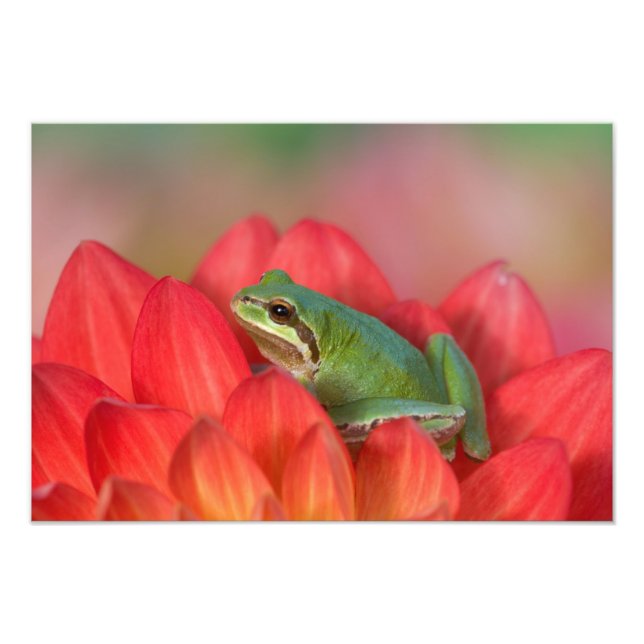 Pazifischer Baumfrosch auf Blume in unserem Garten Fotodruck (Vorne)