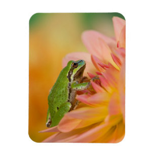 Pazifischer Baumfrosch auf Blume in unserem Garten Magnet