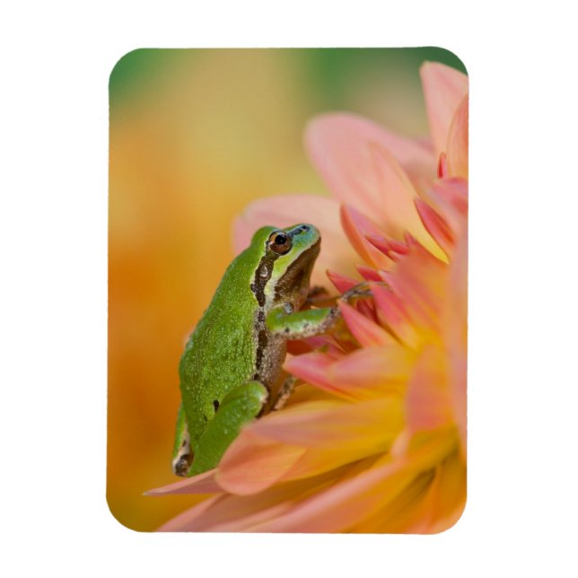 Pazifischer Baumfrosch auf Blume in unserem Garten Magnet (Vertikal)