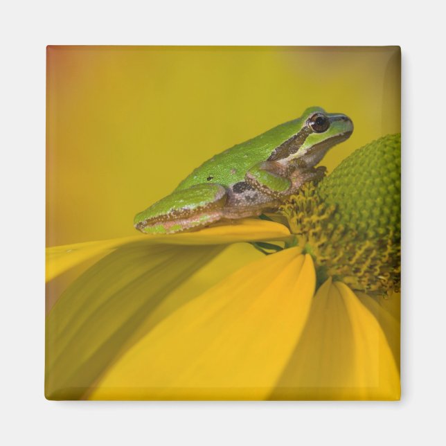 Pazifischer Baumfrosch auf Blume in unserem Garten Magnet (Vorne)