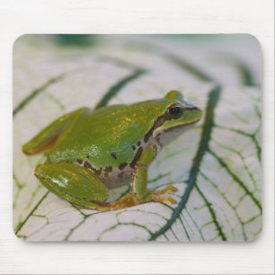 Pazifischer Baumfrosch auf Blume in unserem Garten Mousepad