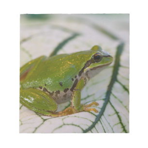 Pazifischer Baumfrosch auf Blume in unserem Garten Notizblock