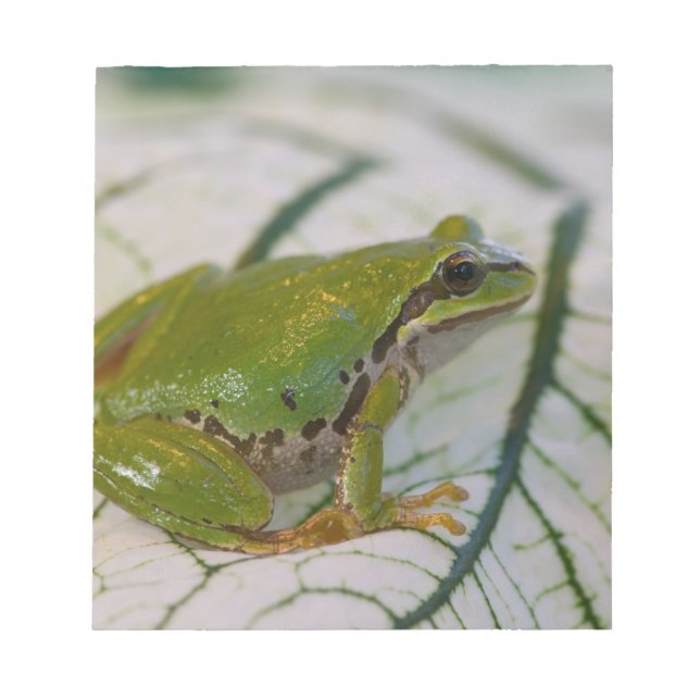 Pazifischer Baumfrosch auf Blume in unserem Garten Notizblock (Vorderseite)