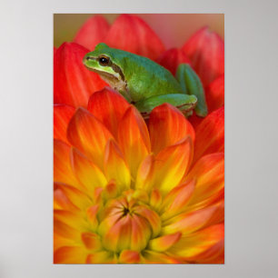 Pazifischer Baumfrosch auf Blume in unserem Garten Poster