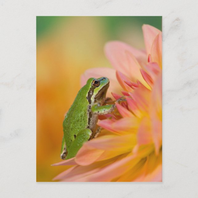 Pazifischer Baumfrosch auf Blume in unserem Garten Postkarte (Vorderseite)