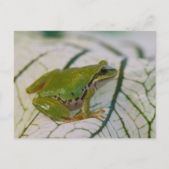 Pazifischer Baumfrosch auf Blume in unserem Garten Postkarte (Vorderseite)