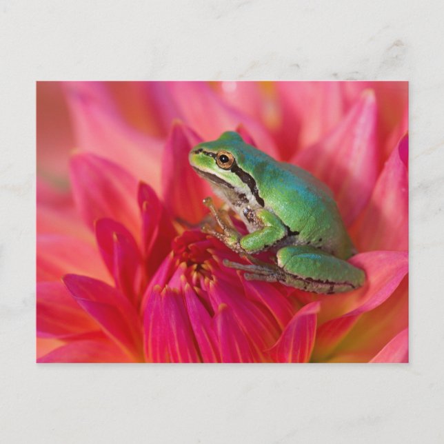 Pazifischer Baumfrosch auf Blume in unserem Garten Postkarte (Vorderseite)
