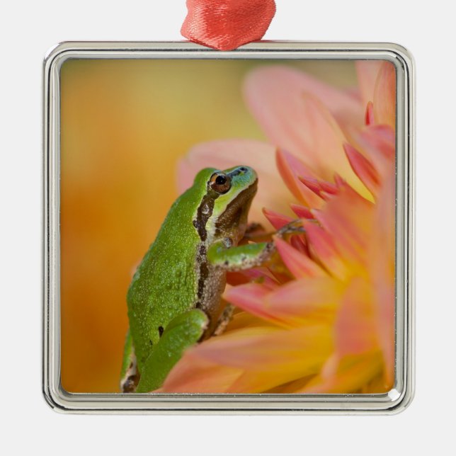 Pazifischer Baumfrosch auf Blume in unserem Garten Silbernes Ornament (Vorne)