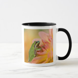 Pazifischer Baumfrosch auf Blume in unserem Garten Tasse