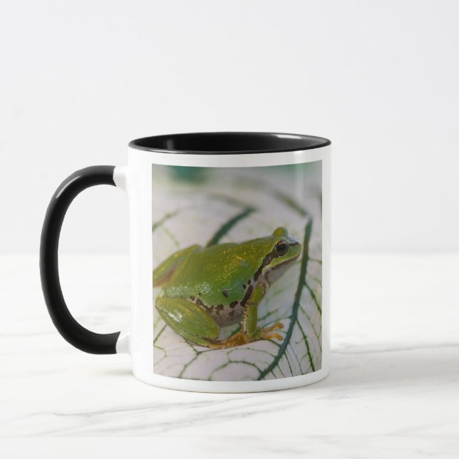 Pazifischer Baumfrosch auf Blume in unserem Garten Tasse (Links)