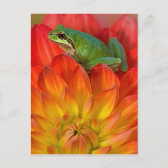 Pazifischer Baumfrosch auf Blume Postkarte (Vorderseite)