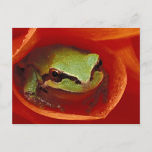 Pazifischer Chor-Frosch in Dahlie. Bildnachweis: Postkarte