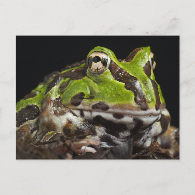 Pazifischer Hornfrosch Ceratophrys stolzmanni) Postkarte (Vorderseite)