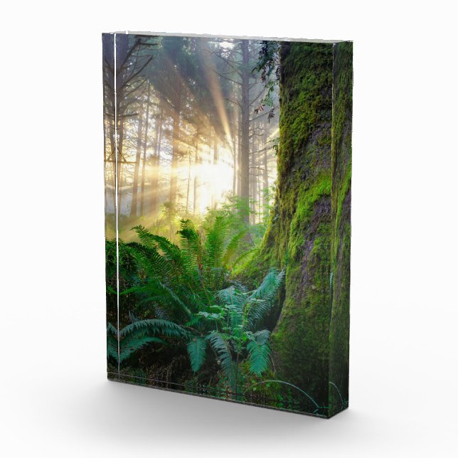 Pazifischer Küstenwald, Oregon Fotoblock (Rechts)